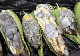Huitlacoche, el manjar del maíz que muchos aún desconocen Huitlacoche, el manjar del maíz que muchos aún desconocen