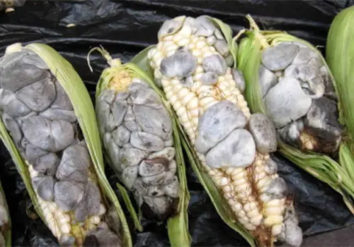 Huitlacoche, el manjar del ma&iacute;z que muchos a&uacute;n desconocen