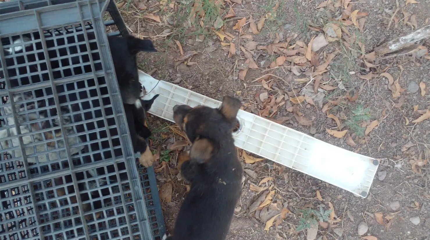 Abandono de camadas es un problema recurrente en Cajeme