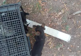 Abandono de camadas es un problema recurrente en Cajeme Abandono de camadas es un problema recurrente en Cajeme