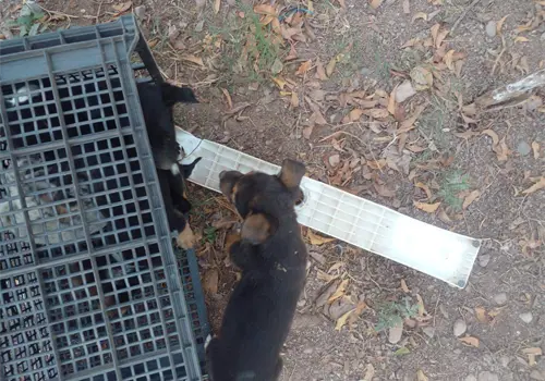 Abandono de camadas es un problema recurrente en Cajeme