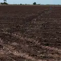 Quedar&aacute; tierra sin sembrar en el Valle del Yaqui