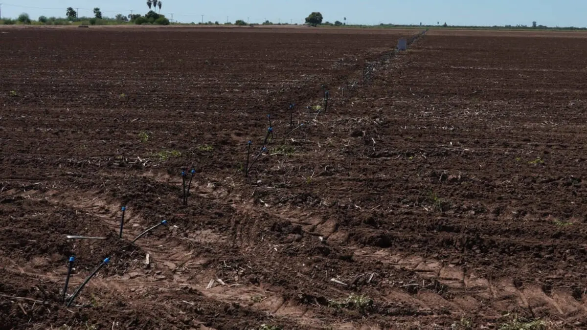 Quedar&aacute; tierra sin sembrar en el Valle del Yaqui
