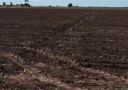 Quedar&aacute; tierra sin sembrar en el Valle del Yaqui
