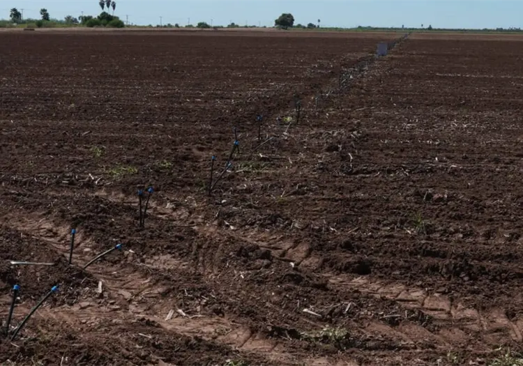 Quedar&aacute; tierra sin sembrar en el Valle del Yaqui