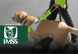 UMF No. 26: &iquest;por qu&eacute; ahora los perros tambi&eacute;n tienen lugar en la atenci&oacute;n m&eacute;dica?