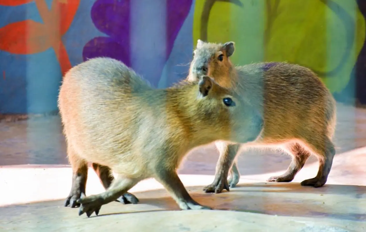 Aunque estos animales disfrutan nadando y son excelentes en el agua, no se recomienda tenerlos como mascotas.
