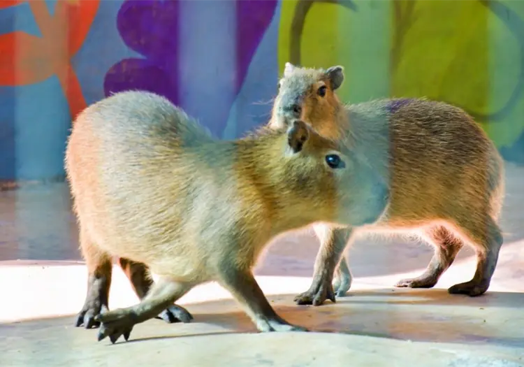 Zool&oacute;gico de Culiac&aacute;n da la bienvenida a dos capibaras
