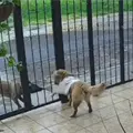 VIDEO | Perrito callejero se lleva el su&eacute;ter de otro lomito y se vuelve viral