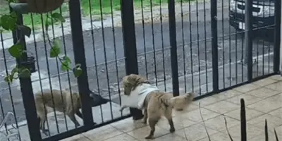 VIDEO | Perrito callejero se lleva el su&eacute;ter de otro lomito y se vuelve viral