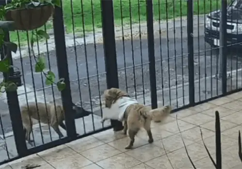 VIDEO | Perrito callejero se lleva el su&eacute;ter de otro lomito y se vuelve viral