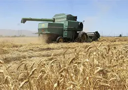 Prevalece trigo cristalino en VY Prevalece trigo cristalino en VY