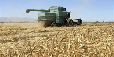 Prevalece trigo cristalino en VY