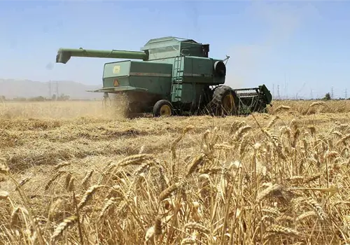 Prevalece trigo cristalino en VY