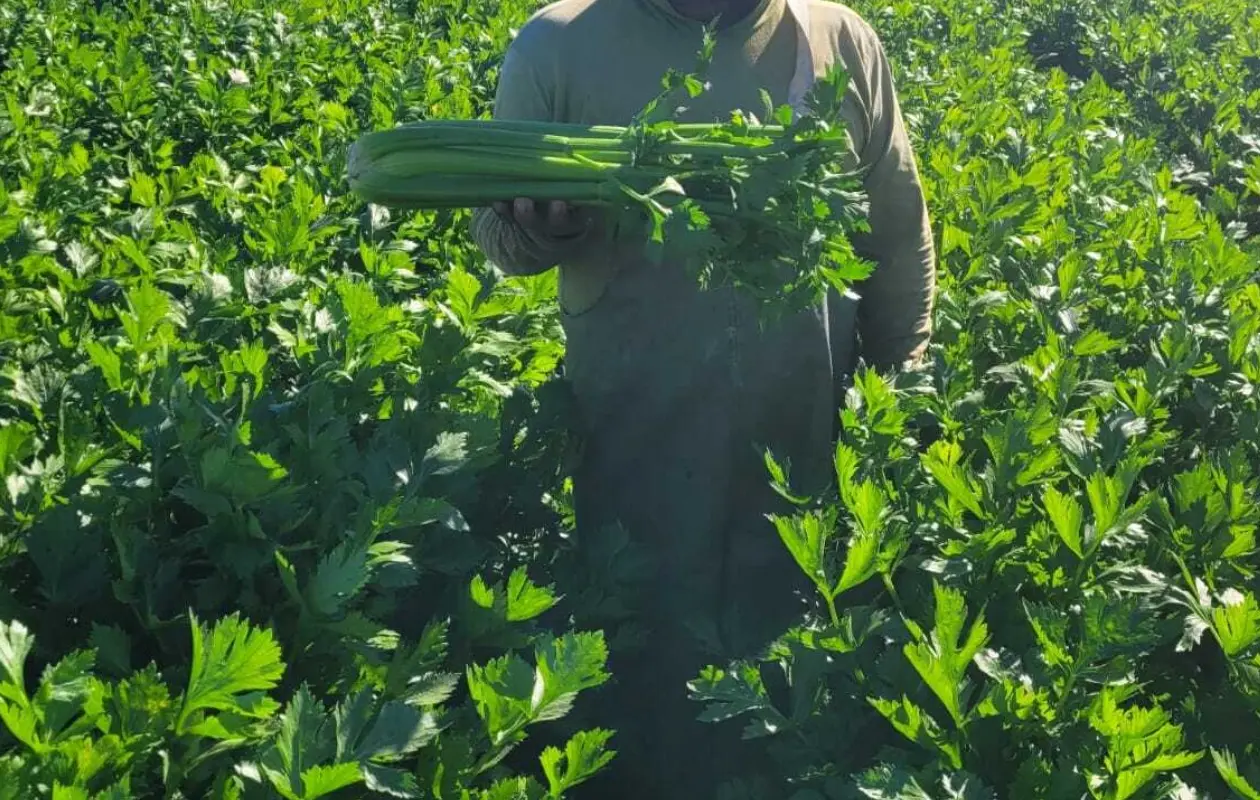 Es una oportunidad para quienes buscan emplearse de manera temporal.