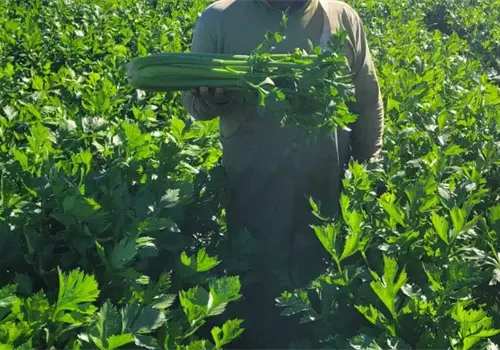 Empresa ofrece trabajo agr&iacute;cola temporal en EE.UU. con salario de 14 d&oacute;lares por hora