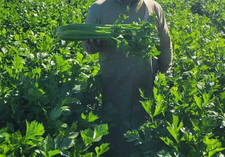 Empresa ofrece trabajo agr&iacute;cola temporal en EE.UU. con salario de 14 d&oacute;lares por hora