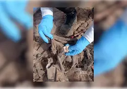 Hallan dos osamentas en predio de San Ignacio R&iacute;o Muerto