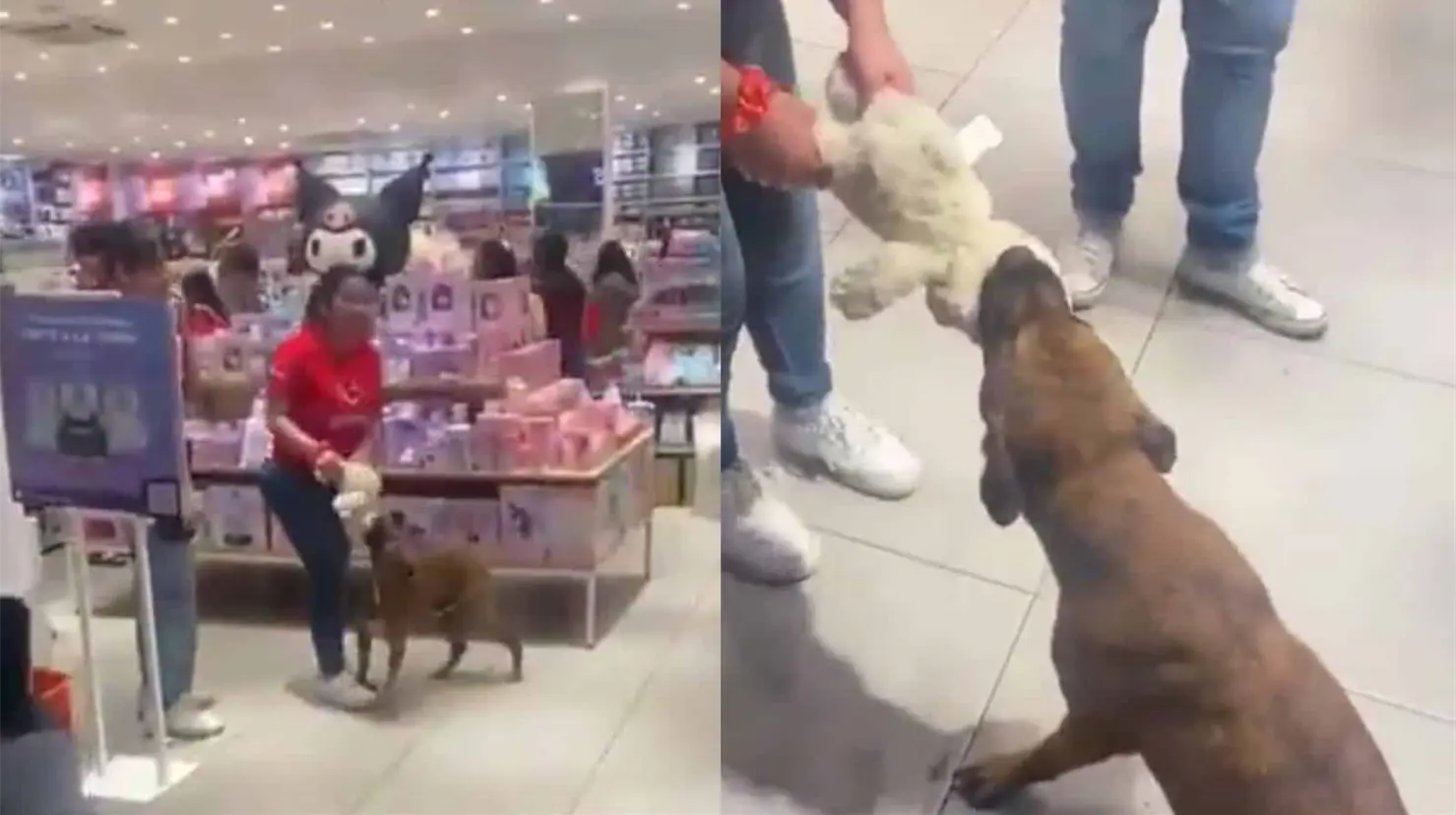 VIDEO | Perrito callejero roba peluche de una tienda y clientes juntan dinero para pagarlo