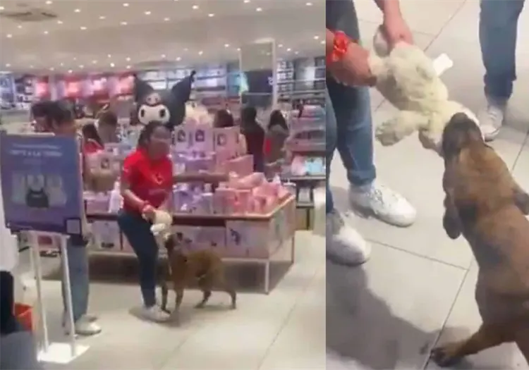 VIDEO | Perrito callejero roba peluche de una tienda y clientes juntan dinero para pagarlo