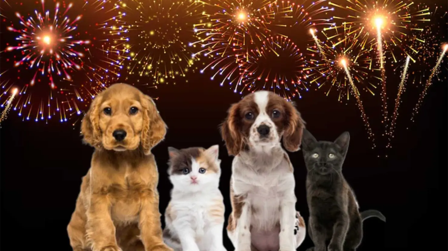 Año Nuevo: ¿cómo proteger a perros y gatos del estrés que provoca la pirotecnia?