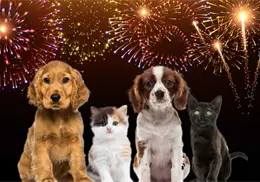 Año Nuevo: ¿cómo proteger a perros y gatos del estrés que provoca la pirotecnia?