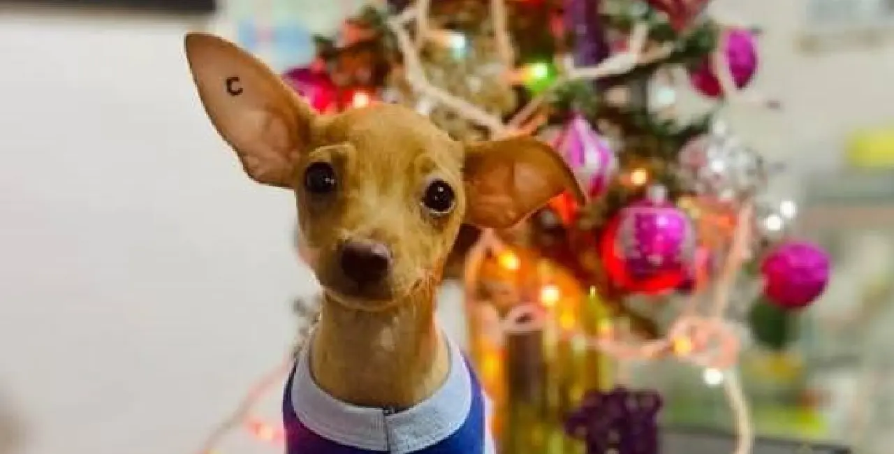 Due&ntilde;os deben cuidar a sus mascotas de la pirotecnia