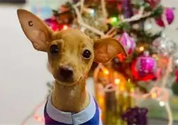 Due&ntilde;os deben cuidar a sus mascotas de la pirotecnia