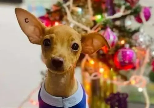 Due&ntilde;os deben cuidar a sus mascotas de la pirotecnia