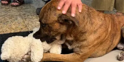 ¿Adoptado? Perrito viral que robó un peluche en tienda Miniso, también se robó corazones ¿Adoptado? Perrito viral que robó un peluche en tienda Miniso, también se robó corazones