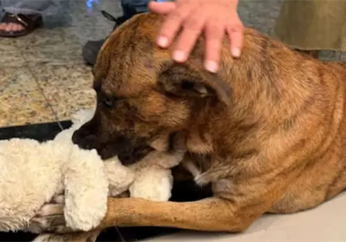 ¿Adoptado? Perrito viral que robó un peluche en tienda Miniso, también se robó corazones ¿Adoptado? Perrito viral que robó un peluche en tienda Miniso, también se robó corazones