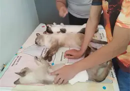 Cerrar&aacute; el 2025 con m&aacute;s de mil esterilizaciones