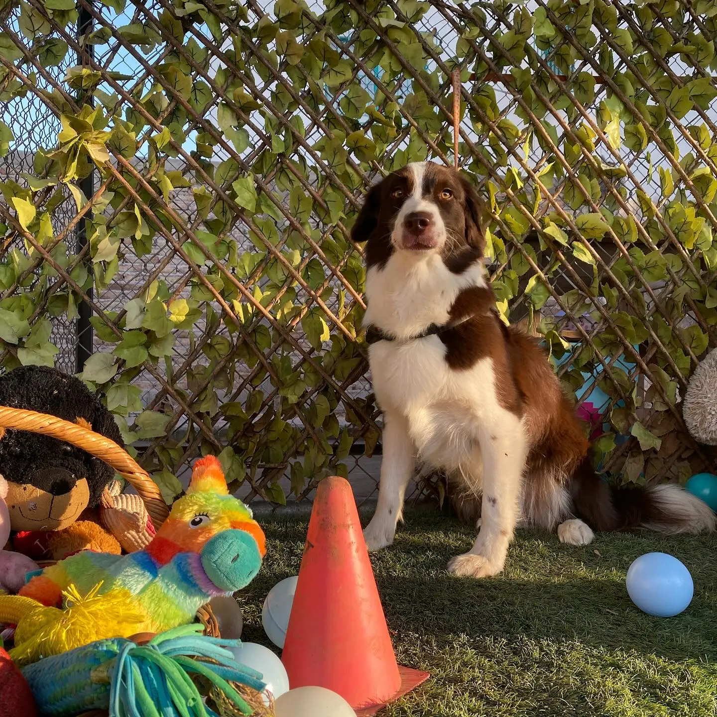 Hoteles para perros, opci&oacute;n para vacaciones