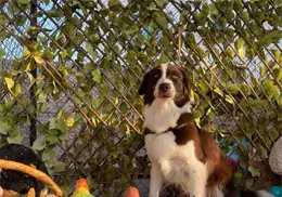 Hoteles para perros, opci&oacute;n para vacaciones