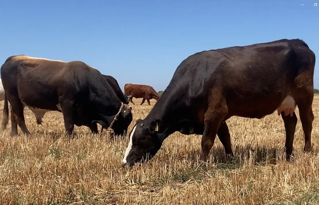 Ganaderos de Navojoa esperanzados en un buen 2026