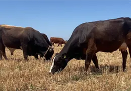 Ganaderos de Navojoa esperanzados en un buen 2026