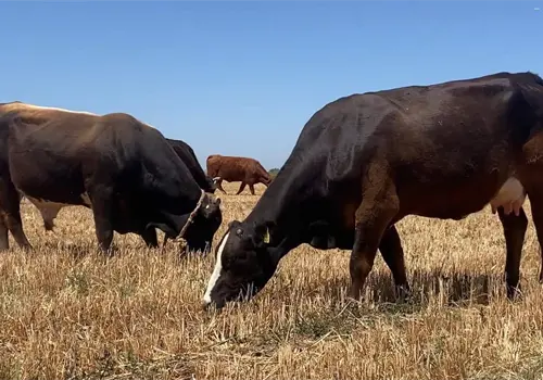 Ganaderos de Navojoa esperanzados en un buen 2026