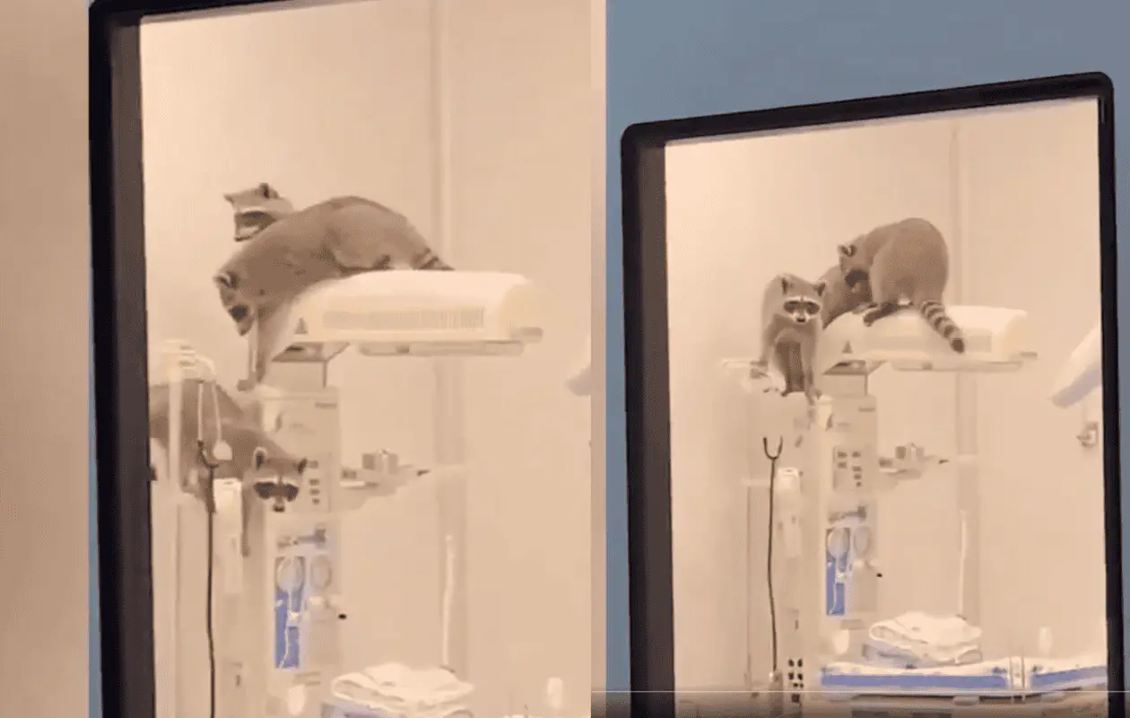 Como medida preventiva, el Instituto reforz&oacute; la vigilancia en posibles puntos de acceso de fauna silvestre.