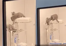 Mapaches irrumpen en quir&oacute;fanos del Issste en Acapulco