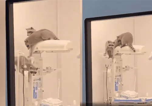 Mapaches irrumpen en quir&oacute;fanos del Issste en Acapulco