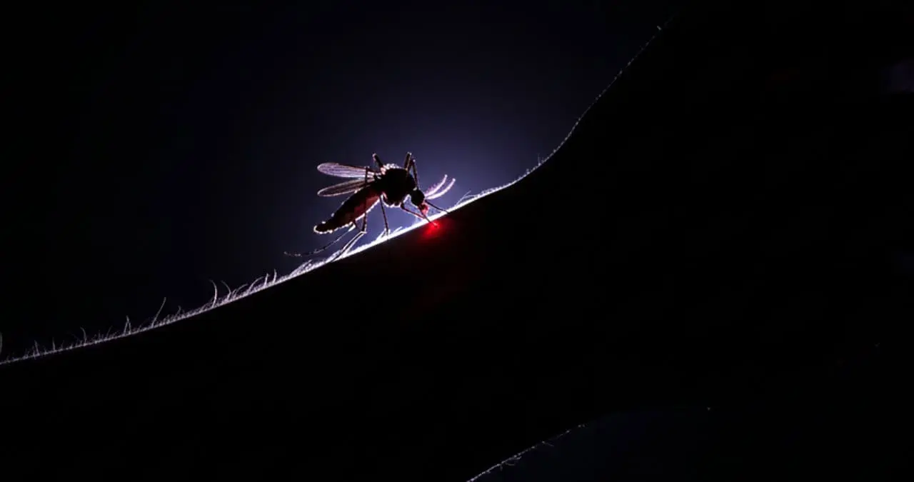 Los mosquitos son transmisores de varias enfermedades, entre ellas el dengue.