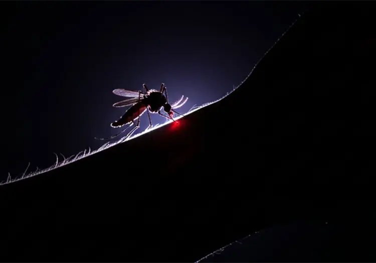 &iquest;C&oacute;mo te encuentran los mosquitos en la oscuridad para picarte? La ciencia lo explica