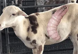 Primer caso de gusano barrenador en Edomex: activan alerta sanitaria Primer caso de gusano barrenador en Edomex: activan alerta sanitaria