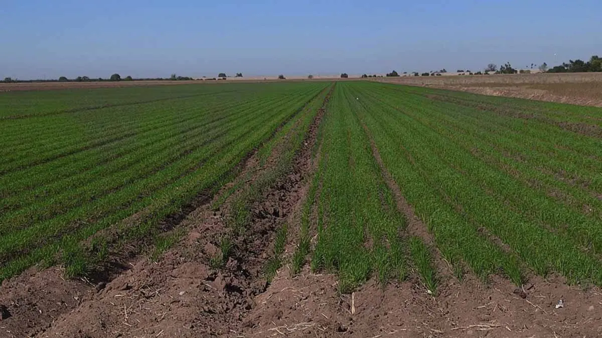 Escasean horas frío en el Valle del Mayo
