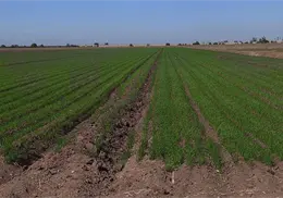 Escasean horas fr&iacute;o en el Valle del Mayo