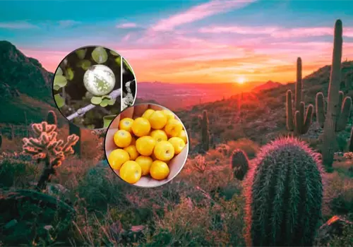 5 Frutos que crecen en Sonora que casi nadie conoce y tienen sabores &uacute;nicos