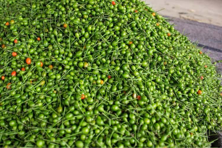 imagen-cuerpo imagen-cuerpo