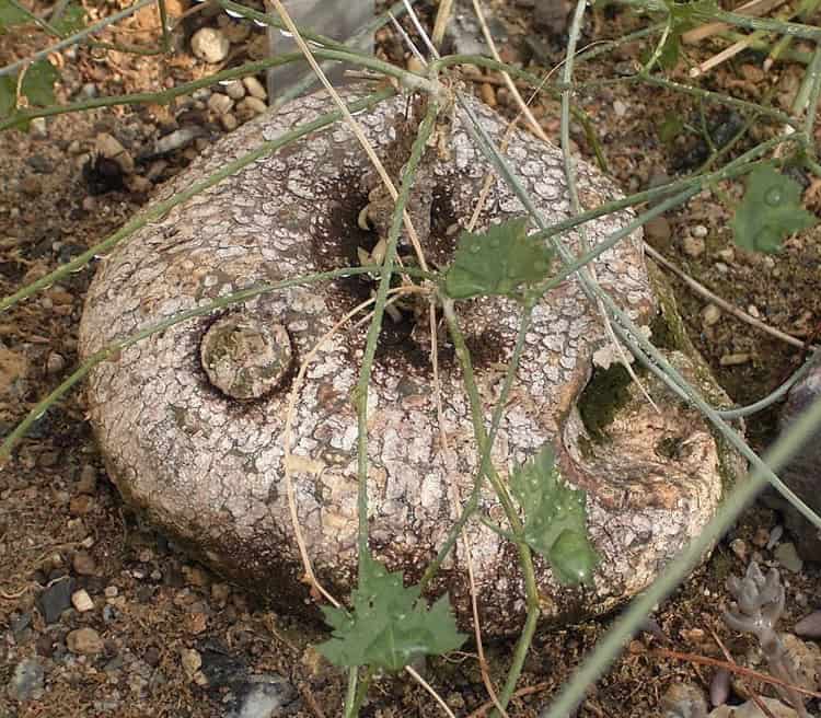 imagen-cuerpo imagen-cuerpo