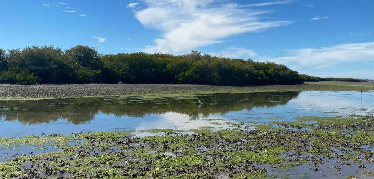 Llaman a cuidar los manglares del sur de Sonora