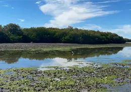 Llaman a cuidar los manglares del sur de Sonora